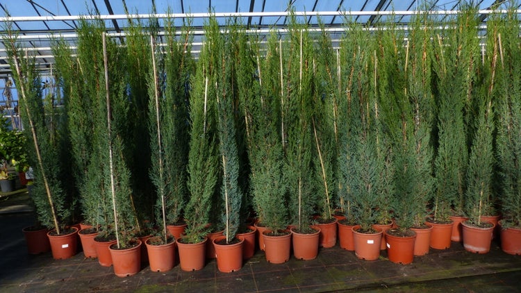 Hohe, schmale Zypressen in Pflanztöpfen in einem hellen Gewächshaus.