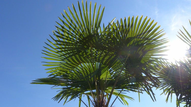 XXXXL 240 cm Trachycarpus fortunei 120 cm Stamm Hanfpalme, winterharte Palme bis -18°C