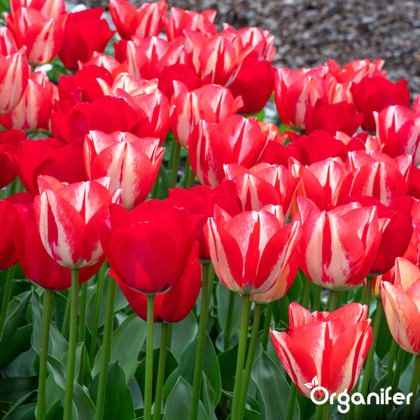 Ein Beet mit blühenden rot-weißen Tulpen im Frühling.