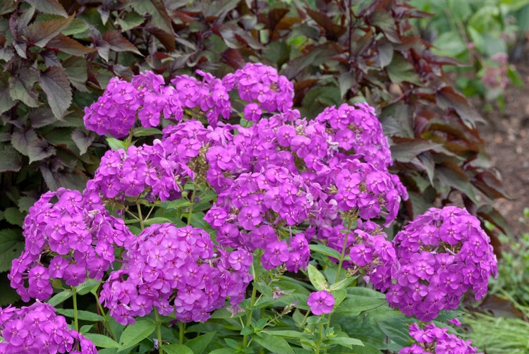 Nahaufnahme von lila Flammenblumen im Gartenbeet