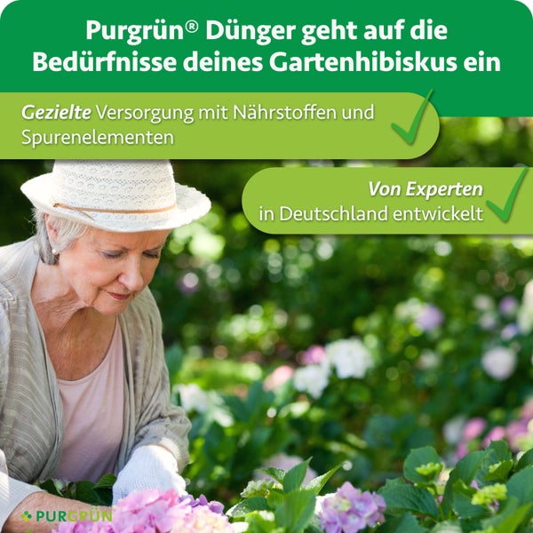 Ältere Frau mit Sonnenhut pflegt Gartenhibiskus mit Purgrün Spezialdünger für gezielte Nährstoffversorgung entwickelt von Experten in Deutschland.