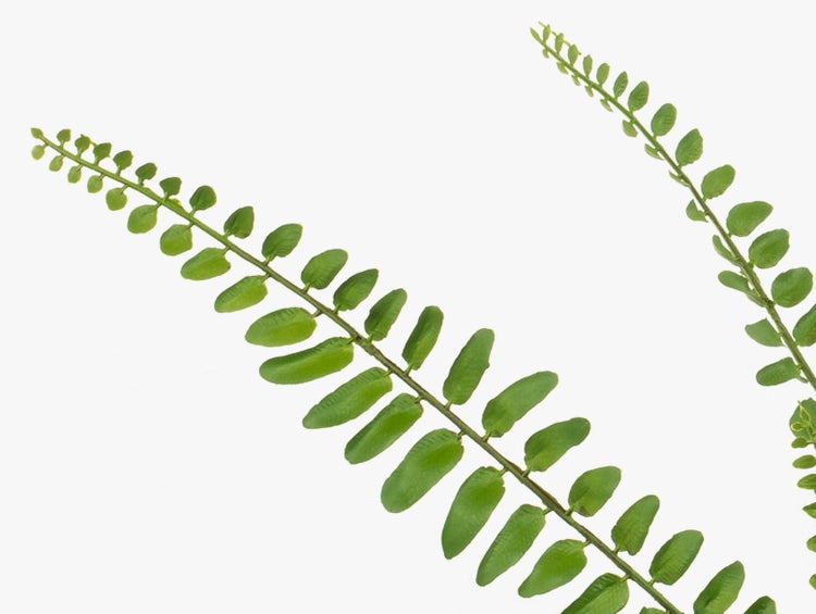 Detailaufnahme grüner Farnwedel mit rundlichen Blättern.