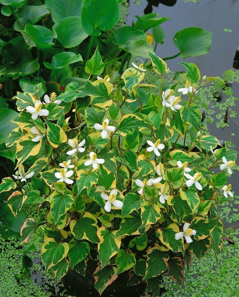 Anemopsis californica, Yerba Mansa, weiß, ca. 11x11 cm Topf