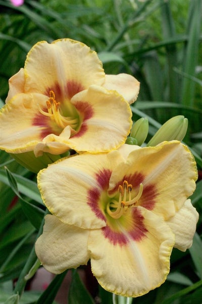 Hemerocallis x cult. 'Custard Candy', Taglilie, cremegelb, ca. 11x11 cm Topf