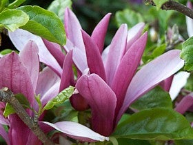 Magnolia lilliflora Susan, Rote Tulpen-Magnolie, Gesamthöhe: 130-140 cm