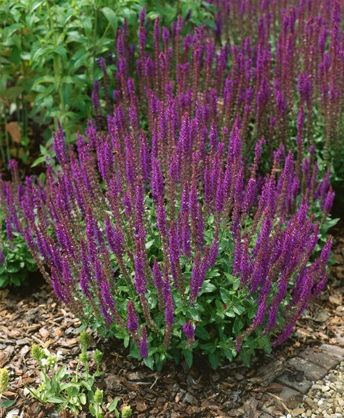 Blühende Salvia Pflanzen im Gartenbeet