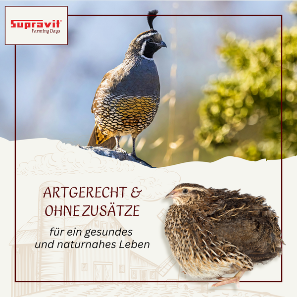 Zwei Wachteln und Supravit Logo. Artgerecht und ohne Zusätze für ein gesundes und naturnahes Leben.