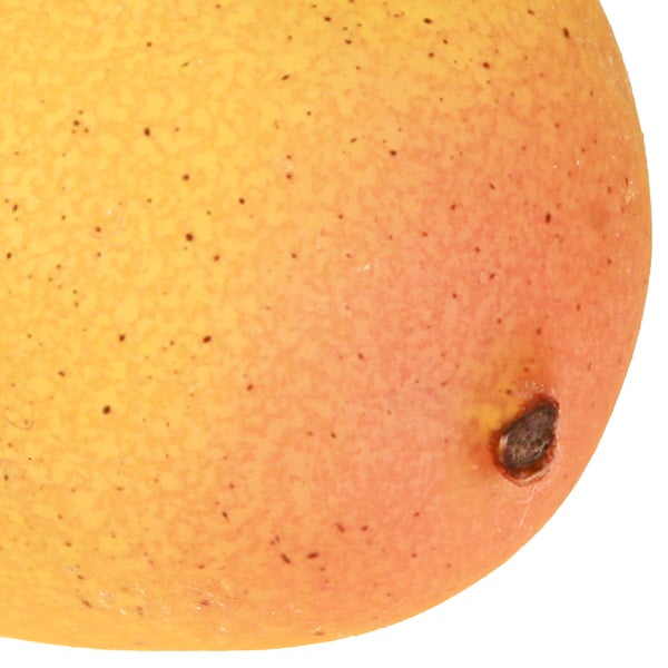 Nahaufnahme einer Mango mit leichter Beschädigung