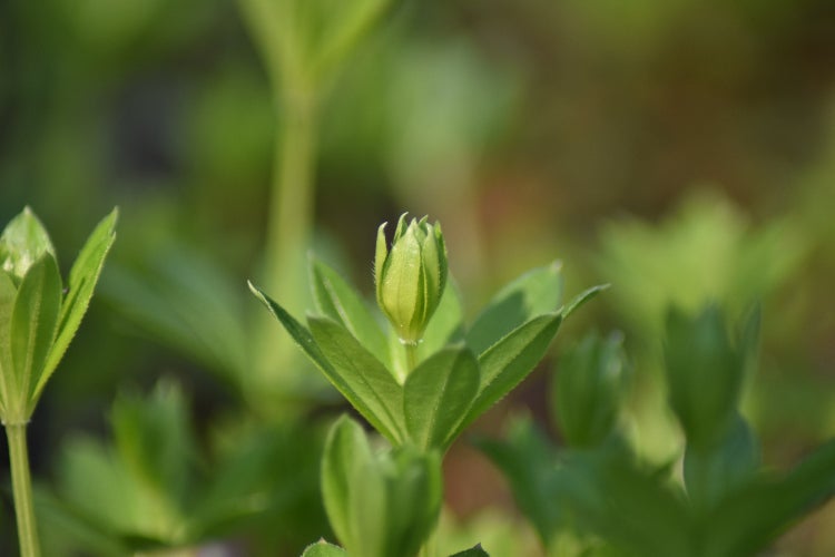 SAFLAX Garden in the bag - Waldmeister - Galium odoratum - 20 Samen - Mit Anzuchtsubstrat im praktischen, selbst aufstellenden Beutel