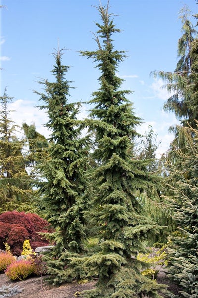 Tsuga mertensiana, Berg-Hemlocktanne, 40–50 cm