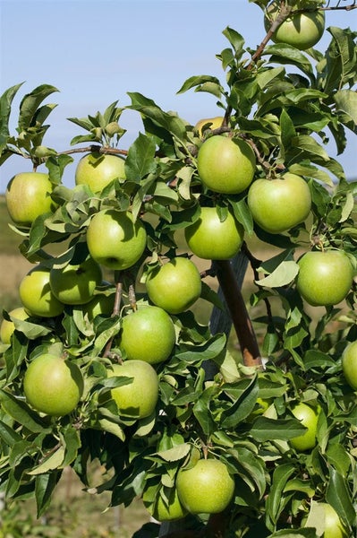 Malus 'Granny Smith', Apfelbaum, grün, 150–200 cm
