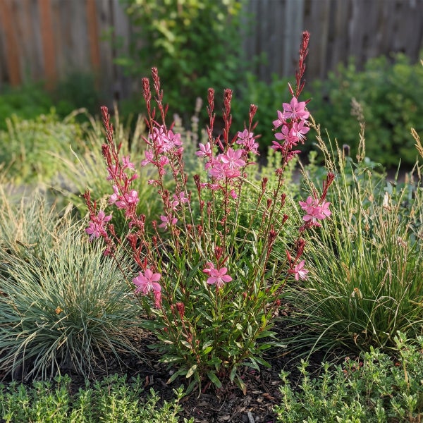 Blühende Prachtkerze mit rosa Blüten in einem Gartenbeet mit Mulch und Ziergräsern.
