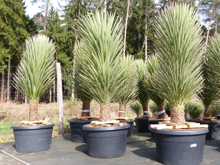 XXXL Yucca Palme Filifera, 230 - 250 cm, Stamm 40 - 50 cm, winterhart -13 Grad