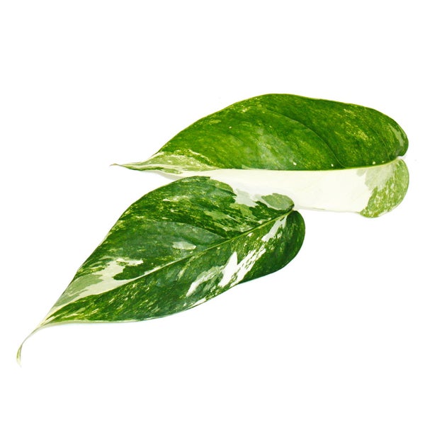 Weiß-bunte gemusterte Efeutute Epipremnum variegata Scindapsus 12cm Topf rankende Zimmerpflanze