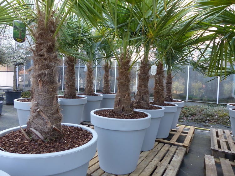 XXL Palme winterhart inkl. Pflanzkübel, 180 - 210 cm Trachycarpus fortunei, Hanfpalme, Top-Qualität