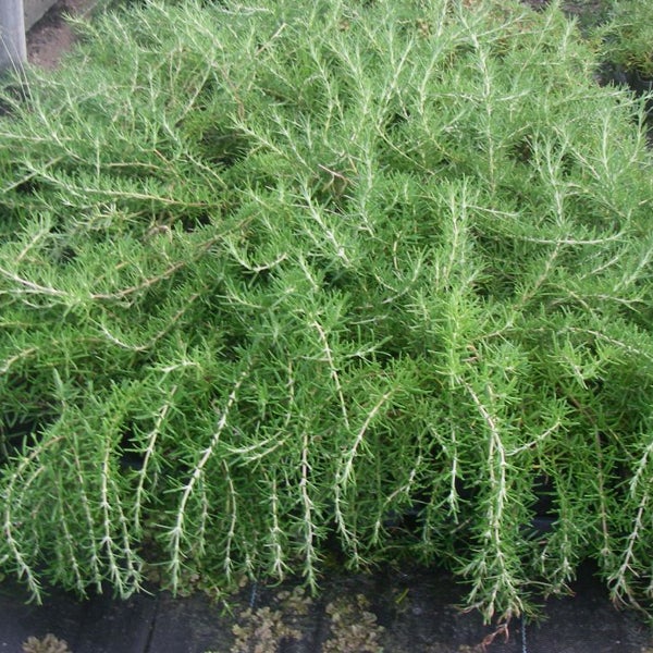 Rosmarinstrauch für den Garten