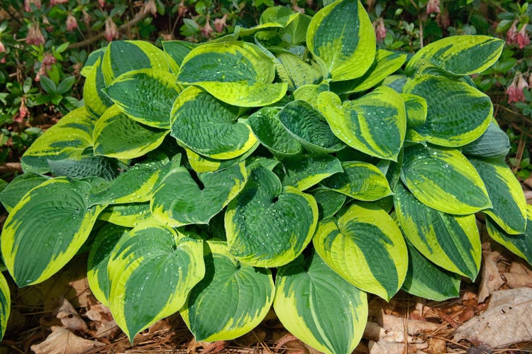 Hosta x fortunei 'Aureomarginata', Gelbrand-Funkie, ca. 11x11 cm Topf
