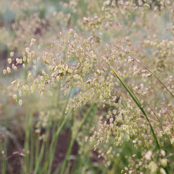 Detailaufnahme von Zittergras im Feld