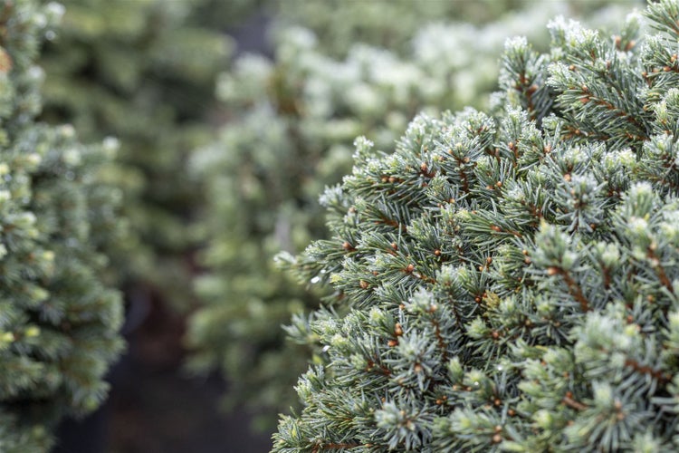 Picea glauca 'Echiniformis', Zwergfichte, kompakt, 40–50 cm