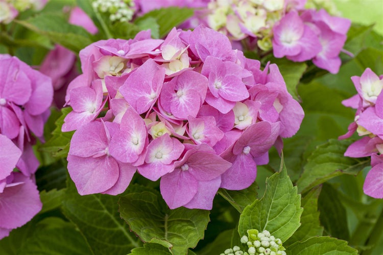 Hydrangea macrophylla 'Bela Rosa', rosa, 30–40 cm