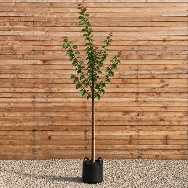 Ein junger Baum im Topf mit Stützstab vor einer Holzwand