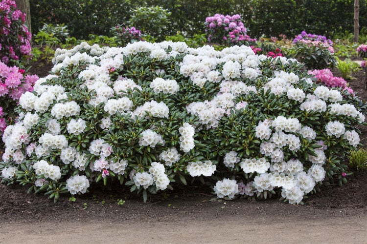 Großer Rhododendronbusch mit weißen Blüten im Garten.