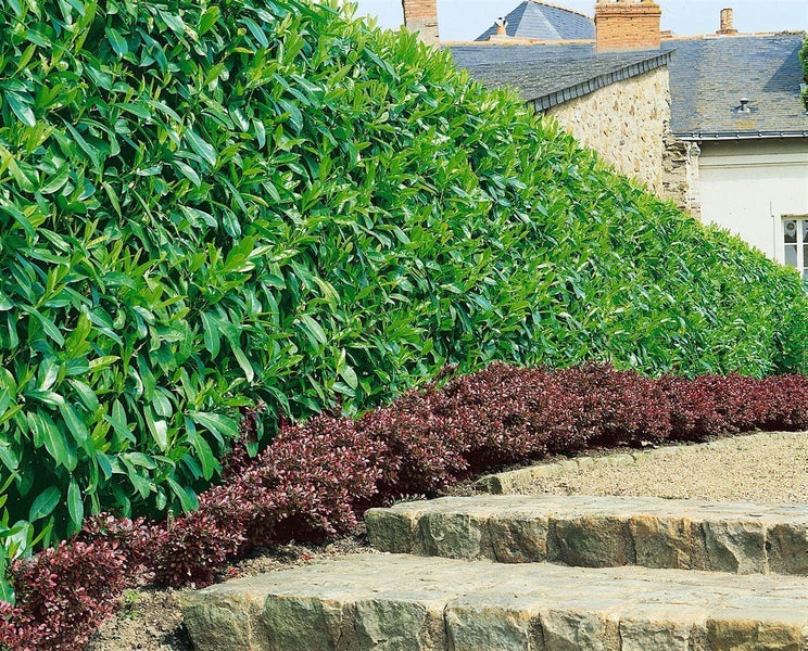 Dichte, grüne Kirschlorbeerhecke und niedrige, rote Berberitzenhecke hinter Natursteinstufen in einem gepflegten Garten.