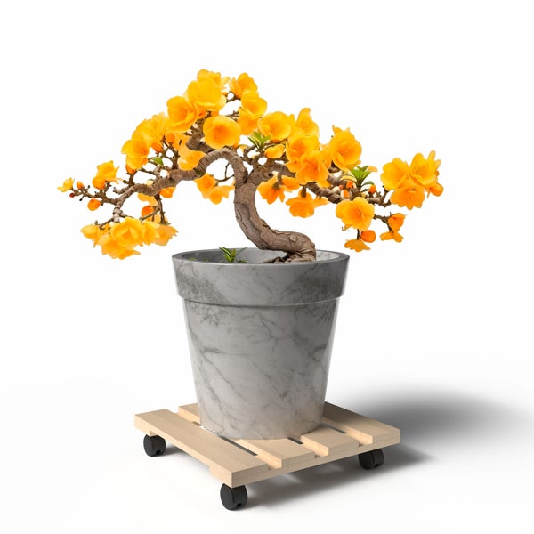 Bonsai mit gelben Blüten in einem Topf auf einem Pflanzenroller