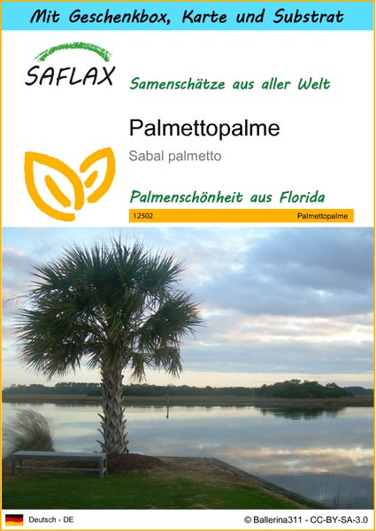 SAFLAX Geschenk Set - Palmettopalme - Sabal palmetto - 8 Samen - Mit Geschenkbox, Versandaufkleber, Geschenkkarte und Anzuchtsubstrat