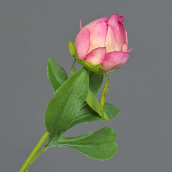 Senecio rowleyanus Erbsenpflanze in einem strukturierten Topf