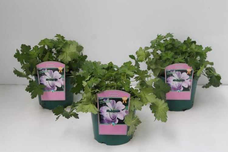 Geranium x cult. 'Dreamland', Storchschnabel, rosa, 2-3 Liter Container