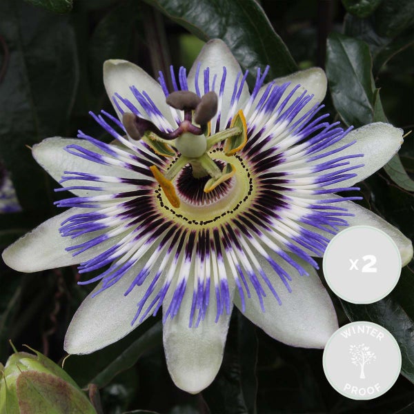 2x Passiflora caerulea – Passionsblume – Kletterpflanze – Winterheart – ⌀15 cm – ↕ 60-70 cm