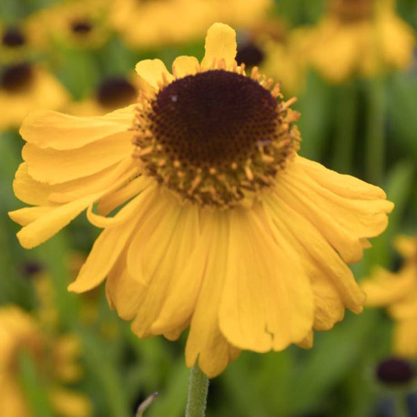 Gelbe Sonnenbraut Blume im Detail