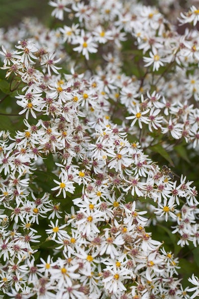 Aster divaricatus 'Tradescant', weiß, ca. 9x9 cm Topf