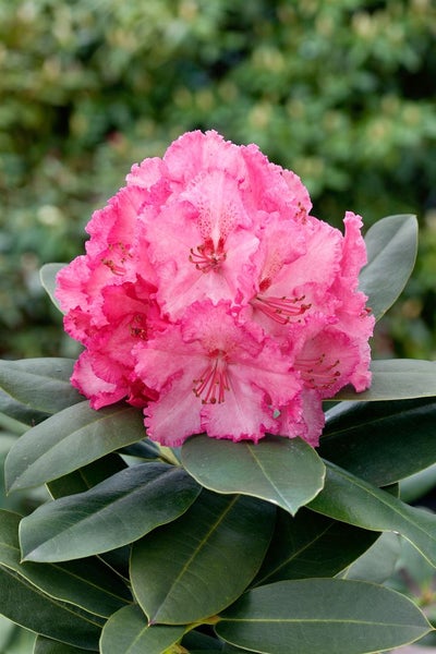 Rhododendron Hybr. 'Haithabu', Rhododendron, rosa Blüten, 40–50 cm