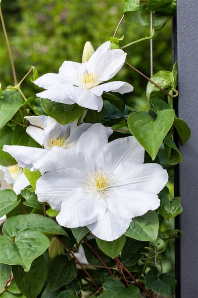 Clematis Hybride 'Miss Bateman', weiß, 60–100 cm