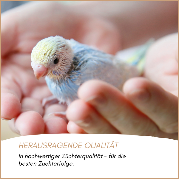 Junger Wellensittich in Händen