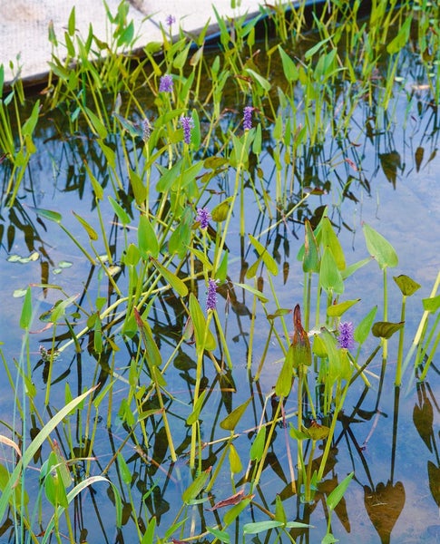 Seerose mit grünen Blättern und lila Blüten im Wasser