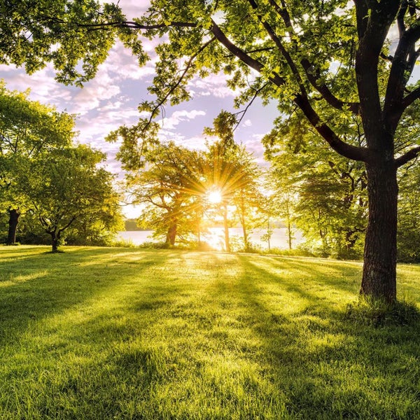 Sonnenschein durch Bäume auf Rasenfläche