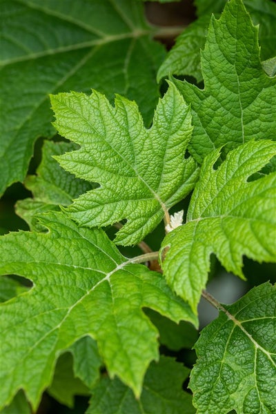 Hydrangea quercifolia 'Applause', Eichenblatthortensie, 40–60 cm