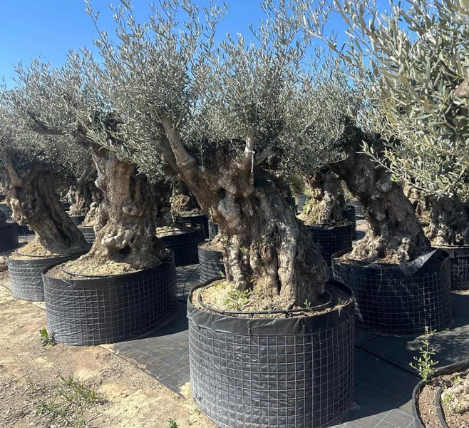 Olivenbaum ca. 200 Jahre alt mit knorrigem Stamm (Olea europaea)