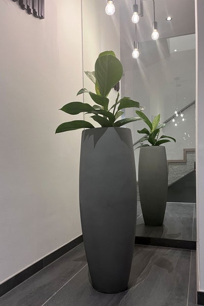 Hoher, moderner Boden-Pflanzkübel in Grau mit einer grünen Zimmerpflanze in einem minimalistischen Flur, gespiegelt in einem großen Wandspiegel.