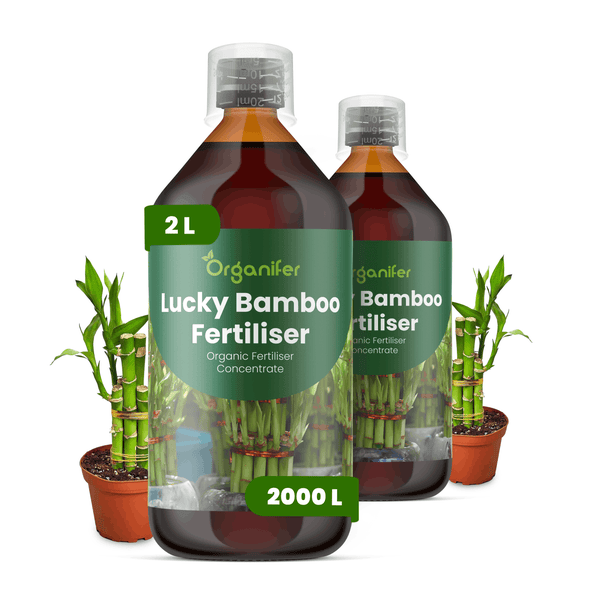 Organifer Lucky Bamboo Dünger, organisches Flüssigdünger-Konzentrat in zwei 2 Liter Flaschen mit zwei Glücksbambus-Pflanzen in Töpfen.