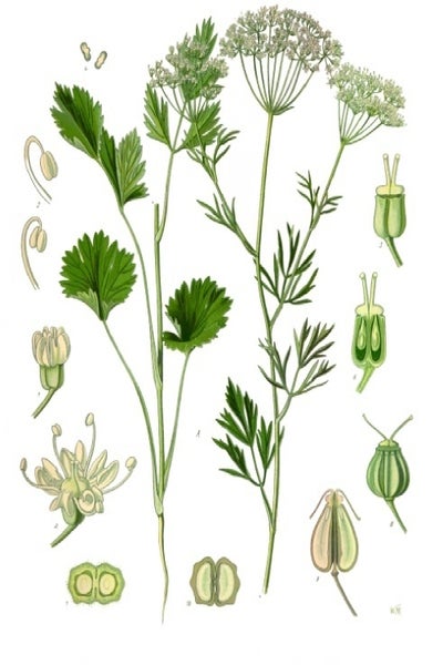 SAFLAX  - Anis - Pimpinella anisum - 200 Samen