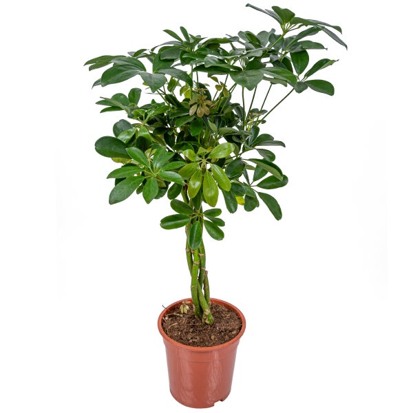 Schefflera 'Arboricola' | Fingerpflanze je - Zimmerpflanze im Kinderzimmertopf cm19 cm - ↕70-80 cm