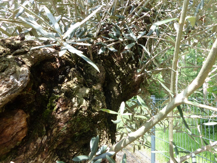 genau dieser Baum L4 Olivenbaum 245 cm, knorrige alte urige Olive winterhart