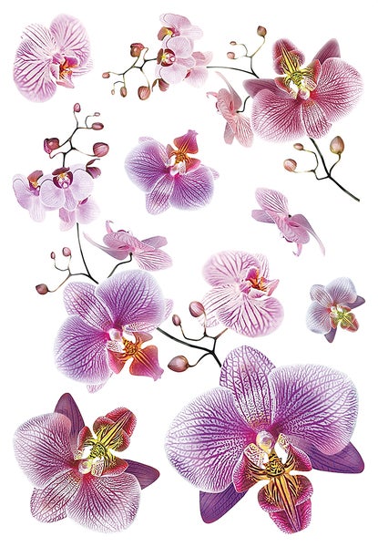 Sanders und Sanders Wandtattoo Blumen Rosa und Violett - 65 x 42.5 cm - 600321