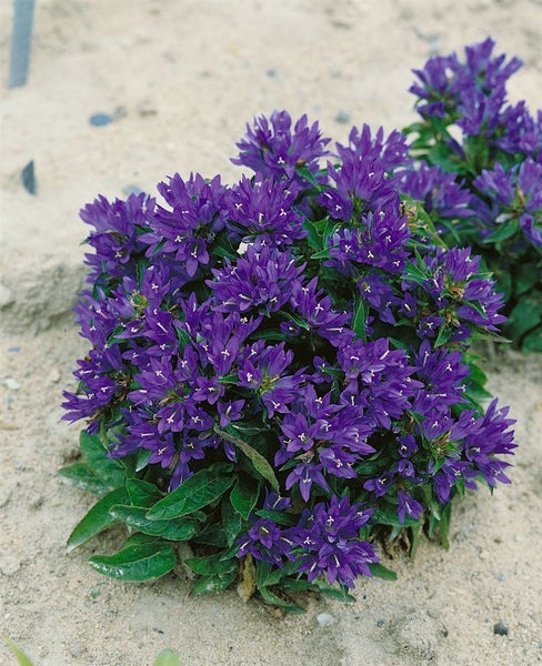 Campanula glomerata 'Acaulis', Glockenblume, violett, ca. 9x9 cm Topf