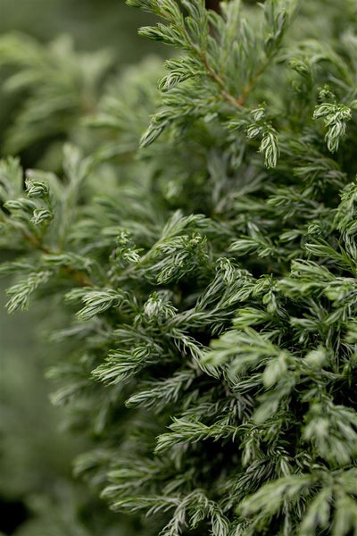 Chamaecyparis pisifera 'Boulevard', Scheinzypresse, blaugrün, 20–30 cm