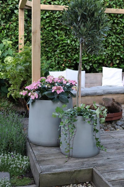 Moderne graue Blumentöpfe auf einer Holzterrasse im Garten, bepflanzt mit rosa Hortensien, einem Olivenbaum und Efeu.
